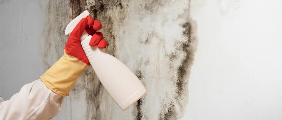 A hand in a red and yellow rubber glove holding a plain white spray bottle up to black mold on a white wall below the ceiling