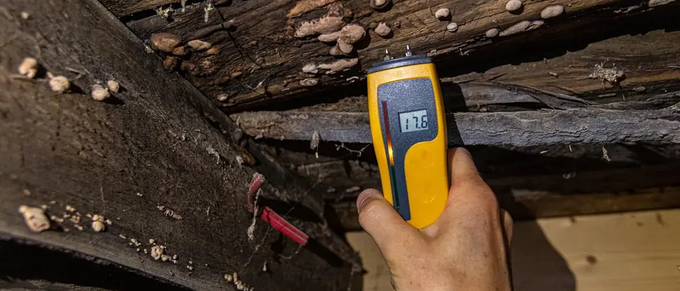 A hand holding a yellow pin moisture meter against a dark, damp timber beam with fungus growing on it, the display reading 17.6
